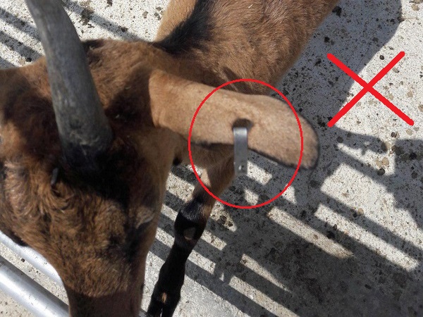 پلاک گوش بز