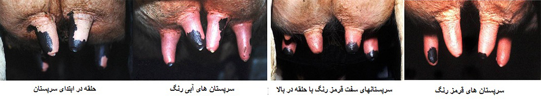 آسیب سرپستان گاو بر اثر دوشش بیش از حد با دستگاه شیردوش سیار، شامل تغییر رنگ، رینگ بالای سرپستان، بیرون‌زدگی اسفنکتر و التهاب بافت پستان