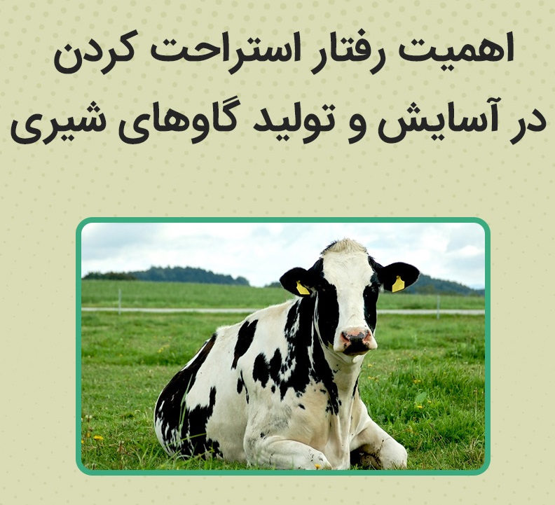اهمیت استراحت در گاو شیری