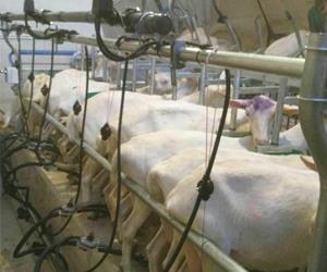 آلة حلب الخروف الثابتة