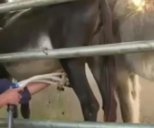  شیردوش الاغ سیار ملاستی ترکیه