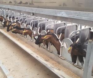 اله حلب الماعز الثابته