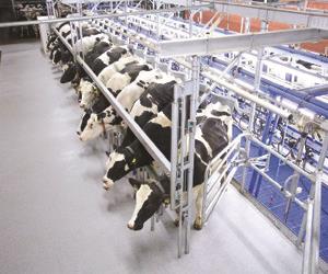 فریم شیردوشی گاو هرینگ بون