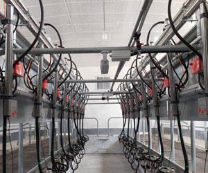 شیردوش گوسفندی جک دار iGol