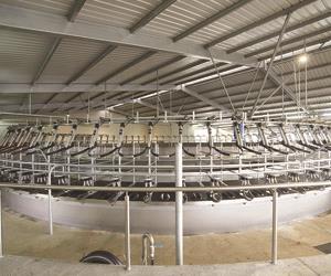 فریم شیردوشی گاو روتاری Rotary