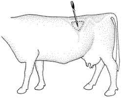 تروکار گاوی استیل ضدزنگ برای درمان اورژانسی نفخ شکمبه